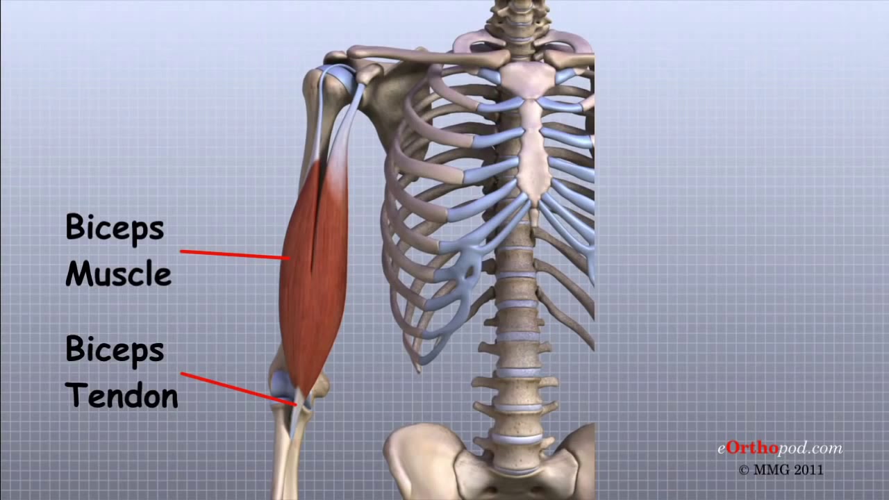 cot anatomie dureri articulare crenguie genunchi