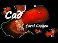 Сад/Coral Garden