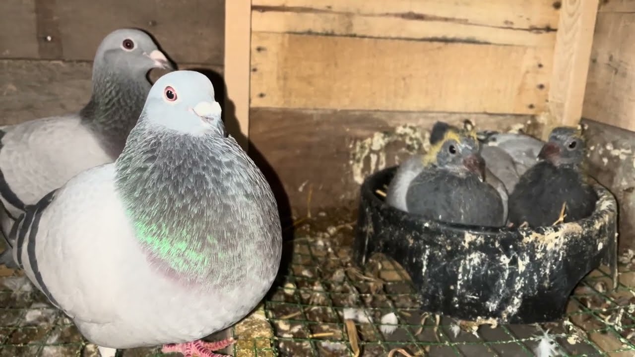 Posta yavruları büyüyor 