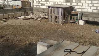 Cewek Cowok Mandi Bugil Bareng