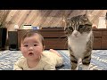 娘にひたすらモフモフされても動じないお兄ちゃん猫