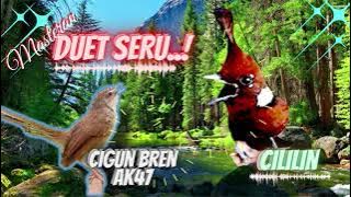 Cililin Vs Ciblek Gunung Bren AK47 Suara Tajam Melengking