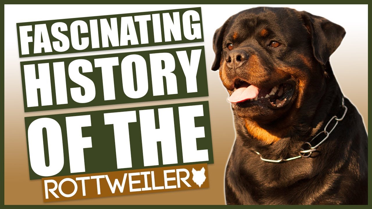 what are rottweilers used for