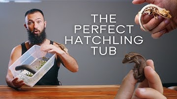 Crested Gecko Hatchling Tub Setup!