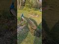 peacock,“Nature’s elegance in motion 🦚” #shorts #youtubeshorts#short #shortvideo #nature #explore