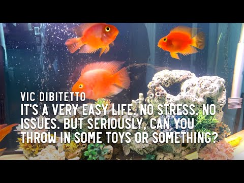 Itโs a very easy life. No stress. No issues. But seriously, can you throw in some toys or something?