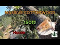 MASSIVE cottonwood THREATENS home