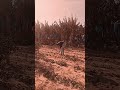 كل الدعم من كل اخواتنا المزارع المصري الله عليه ومن هنا من مصر نحن نقول للعالم خش وشوف اغرب الزراعه