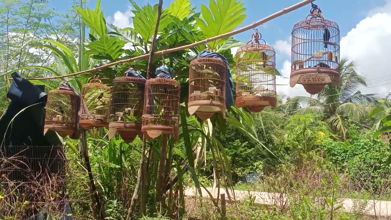 choè đất dợt rừng tại nhà