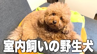 犬を飼う理想が一瞬にして壊れそうな動画 by マロン（漢） 73,603 views 1 month ago 4 minutes, 8 seconds