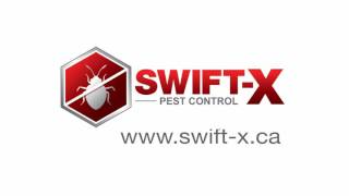 Pest Control Toronto: Swift-X Pest Control