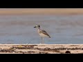 Great Thick-Knee