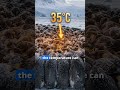 How Do Penguins Survive the Cold?