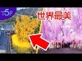 5棵「看著就是享受」世界最美的樹 | 五大奇觀