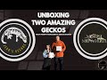 Unboxing From Zeros Geckos & Morph Menagerie #reptiles #crestedgecko