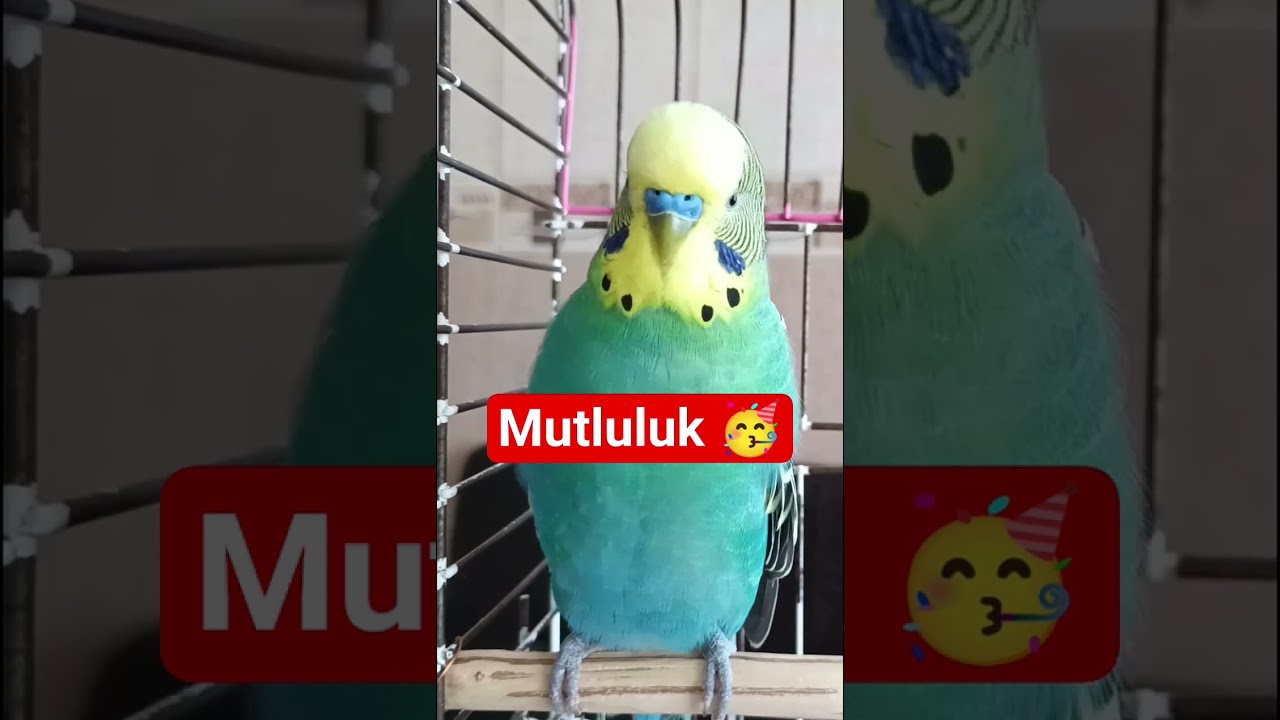 Kuşunuzun Mutluluğunu Garantileyen 17 Saniyelik Sihirli Ses! 🐦💫 #muhabbetkuşu #mutluksesleri #birds