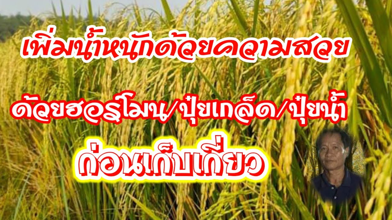 เพิ่มน้ำหนักด้วยฮอร์โมนทางใบ