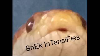 Le Snek