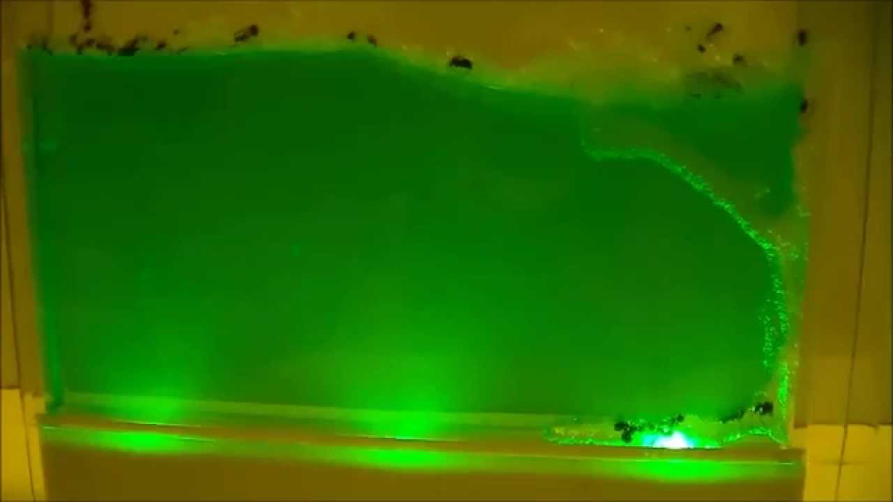 Uncle Milton glow in the dark ant farm, day 1 and 2