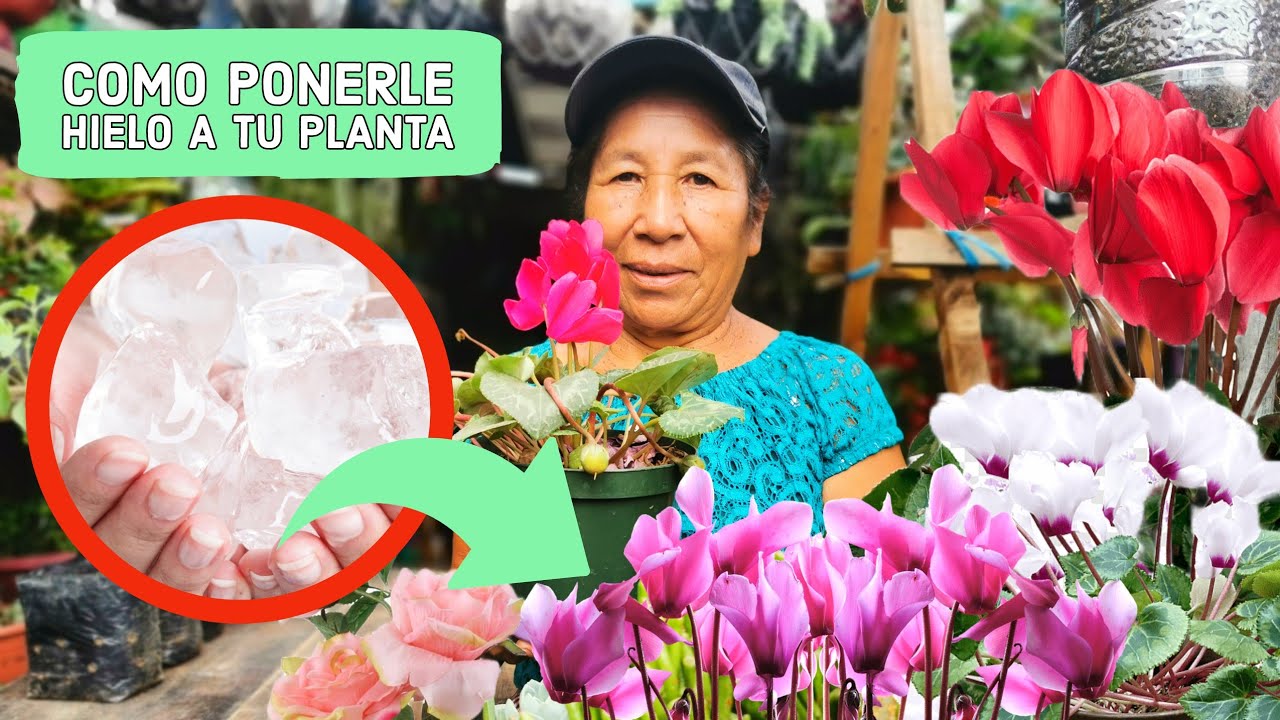 Ponle Hielo a tu Ciclamen  /CUIDADOS del CICLAMEN 🌸 ¡Riego, Luz, Sustrato, Abono y más!