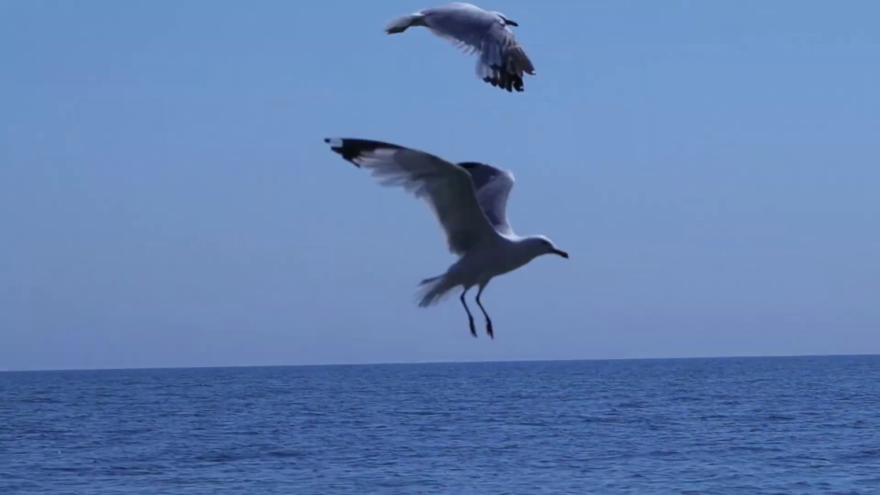 Headless Chicken Vlog: East Point Park and Bird Sanctuary - A Hidden Gem -