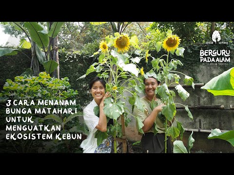 3 CARA MENANAM BUNGA MATAHARI UNTUK MENGUATKAN EKOSISTEM KEBUN