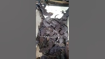 Cận Cảnh Rõ Nét Con Tắc Kè - Hình Ảnh Và Tiếng Tắc Kè Kêu - Picture And Sound Of Tokay Gecko 2025