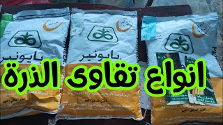 انواع تقاوى الذرة في مصر وماهى افضل أنواع التقاوى؟