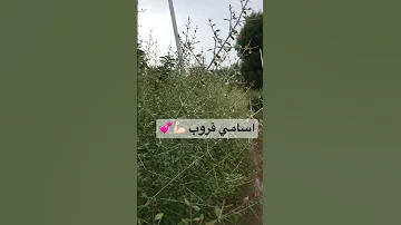 اسامي قروبات 