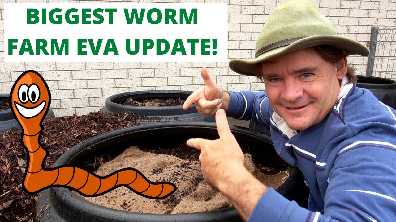 My Biggest Worm Farm EVA Update