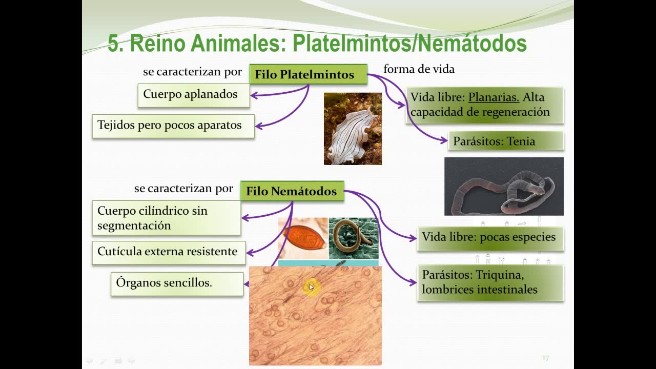 Los reinos de los hongos y de los animales: clasificación (1º Bachillerato)