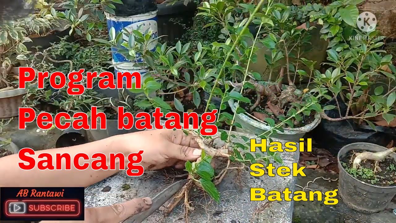 Bonsai Sancang Mame Pecah Batang - YouTube