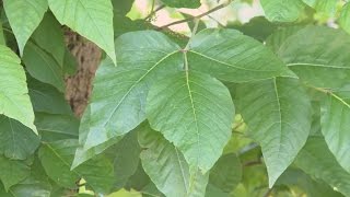 Killing Poison Ivy - This Week In the Garden