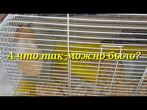 А что так можно было? Хомяк и колесо. Хомяк использует колесо не по назначению.