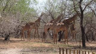 Seven giraffes in the garden....What a joy to behold!...