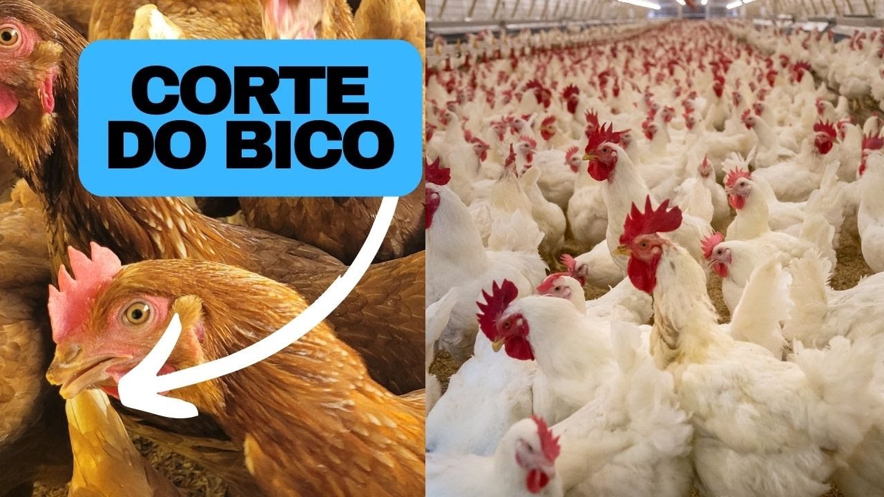 Normal Metro C Bico A M3