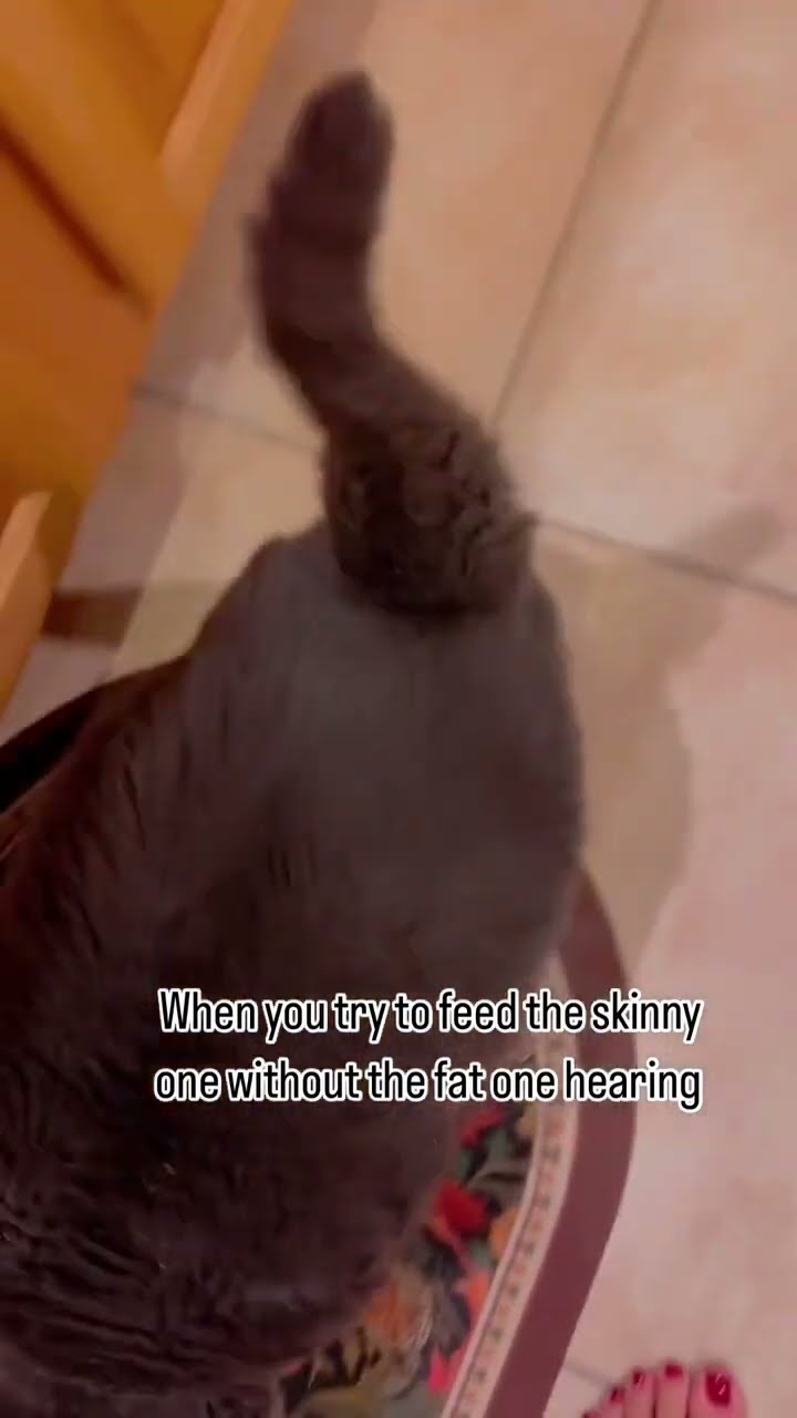 Big Kittyo like come on gang you hear that prvnci