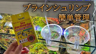 [熱帯魚]ブラインシュリンプのお手軽簡単管理方法！孵化率の検証します！