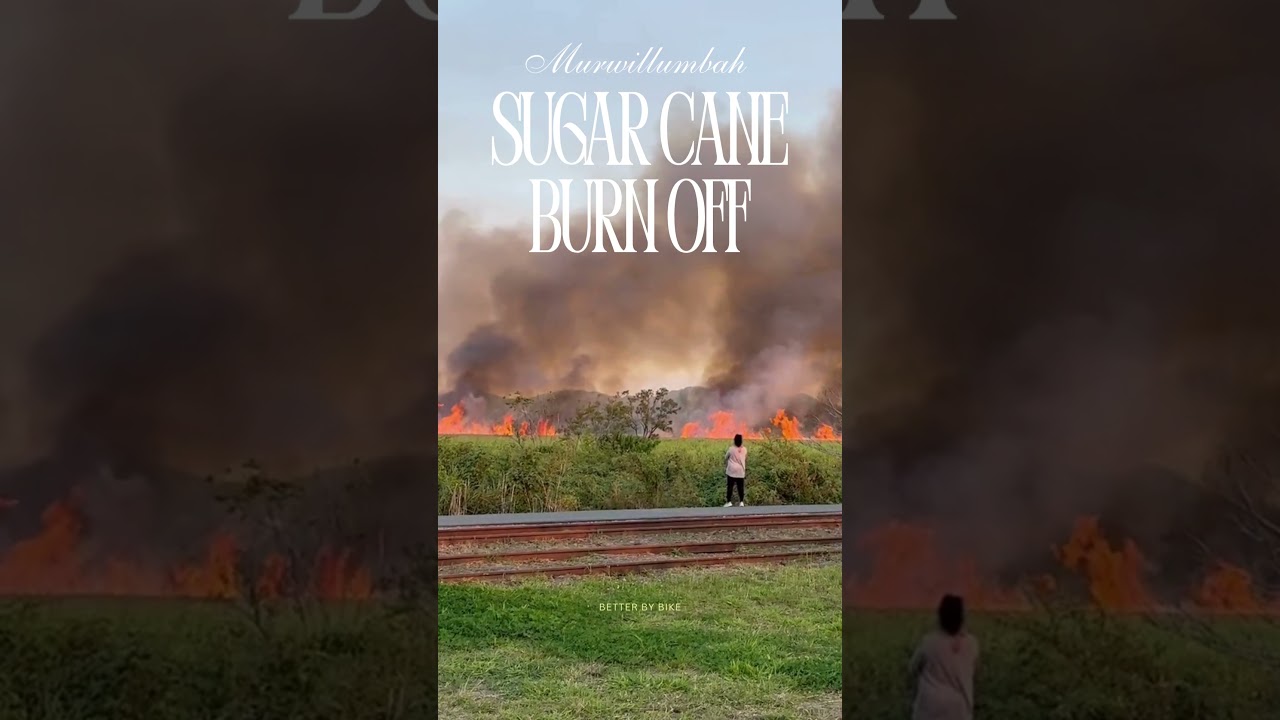 Murwillumbah sugar cane burn off!