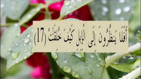 القران الكريم سورة الغاشية الاية 17