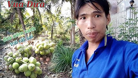 Vụ Dừa Miền Tây//vua dừa leo cây dừa xiêm xanh trái rất sai tự  cắt và thả dây những quầy dừa