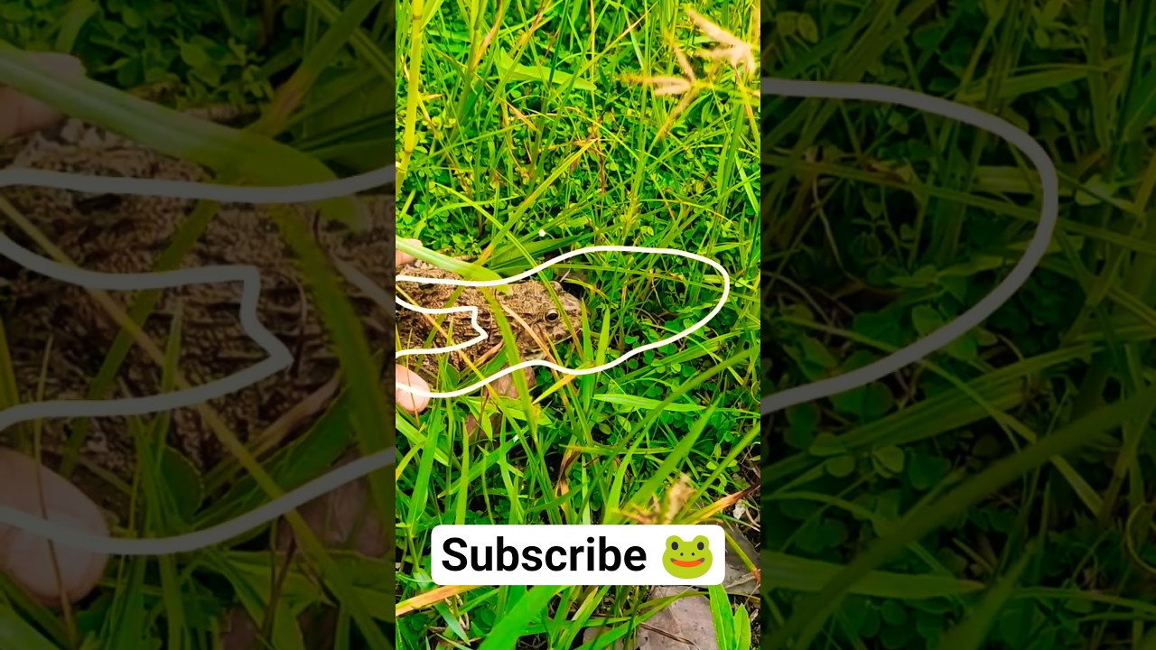 Running frog (outline tiktok trend) 