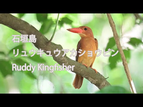 【石垣島】リュウキュウアカショウビン Ruddy Kingfisher