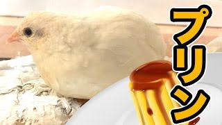 姫ウズラの卵でプリン作ってみた!!【自給自足】　PDS