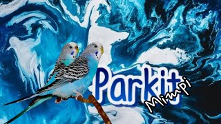 Makna Mimpi Burung Parkit Dalam Primbon Jawa