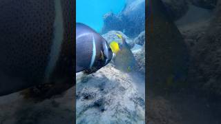 Blue Heron Bridge Reef Life #coralreef #reef #ocean #divesite #florida #beautifuldestinations
