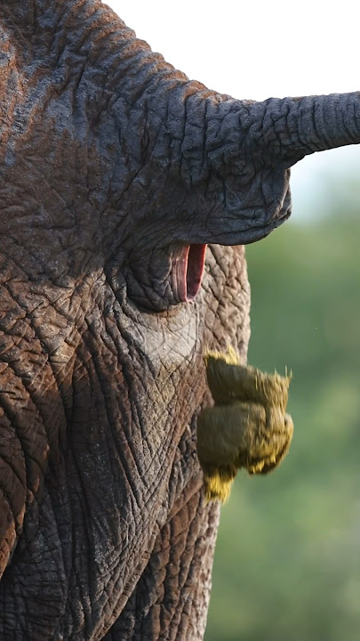 Poop #poop  #wildlife #africanwildlife