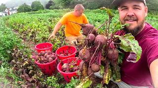 This Beet Harvest is Unbelievable (Itās Better Than Expected) This Beet Harvest is Unbelievable (Itās Better Than Expected)