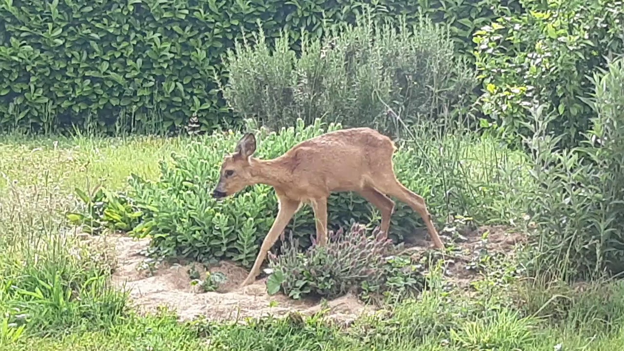 Jeune chevreuil dans mon jardin - YouTube