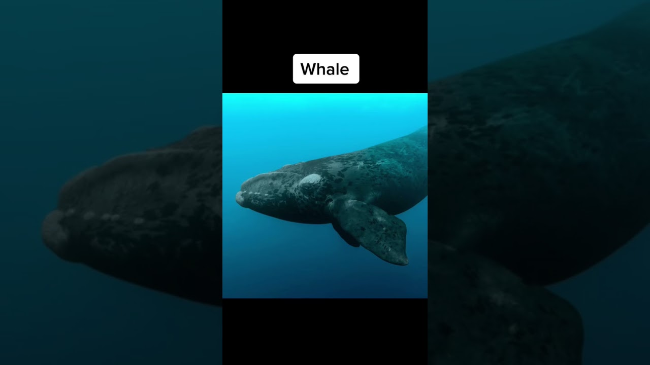 Странные средневековые картины животных.. 😱 